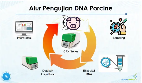 Alur pengujian DNA porcine menggunakan metode Real-Time PCR